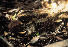 Puerto Rican Nightjar